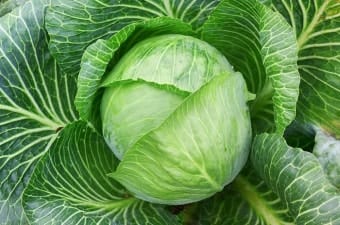 위장에 좋은 양배추