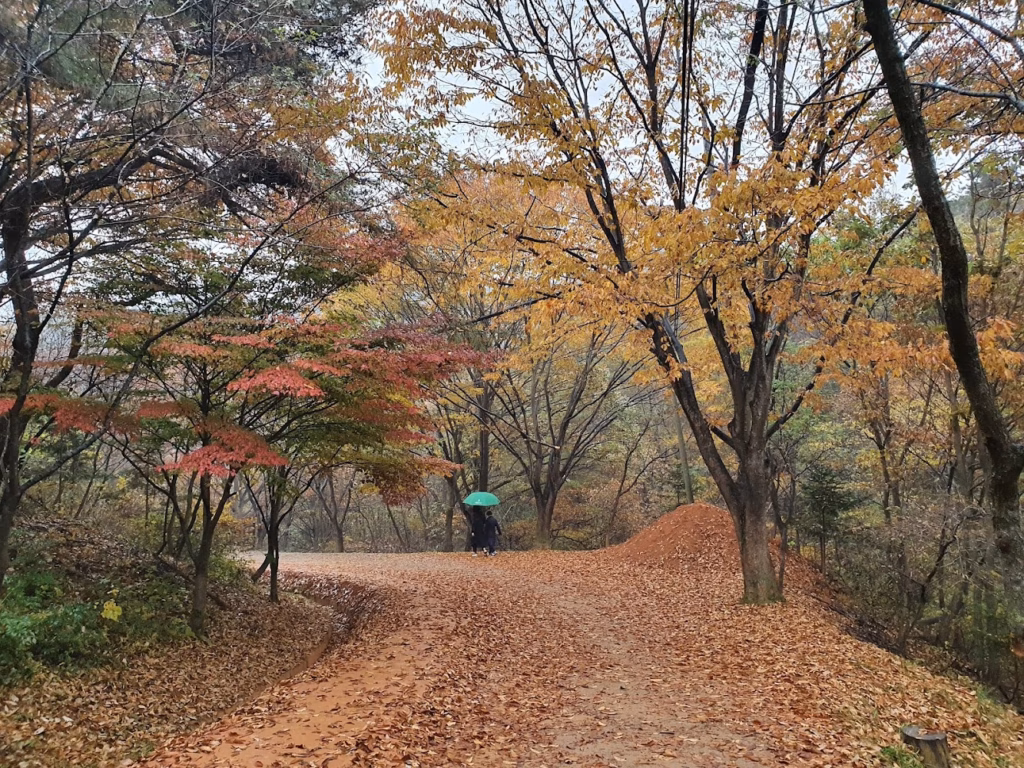 계족산 황톳길의 매력과 특징